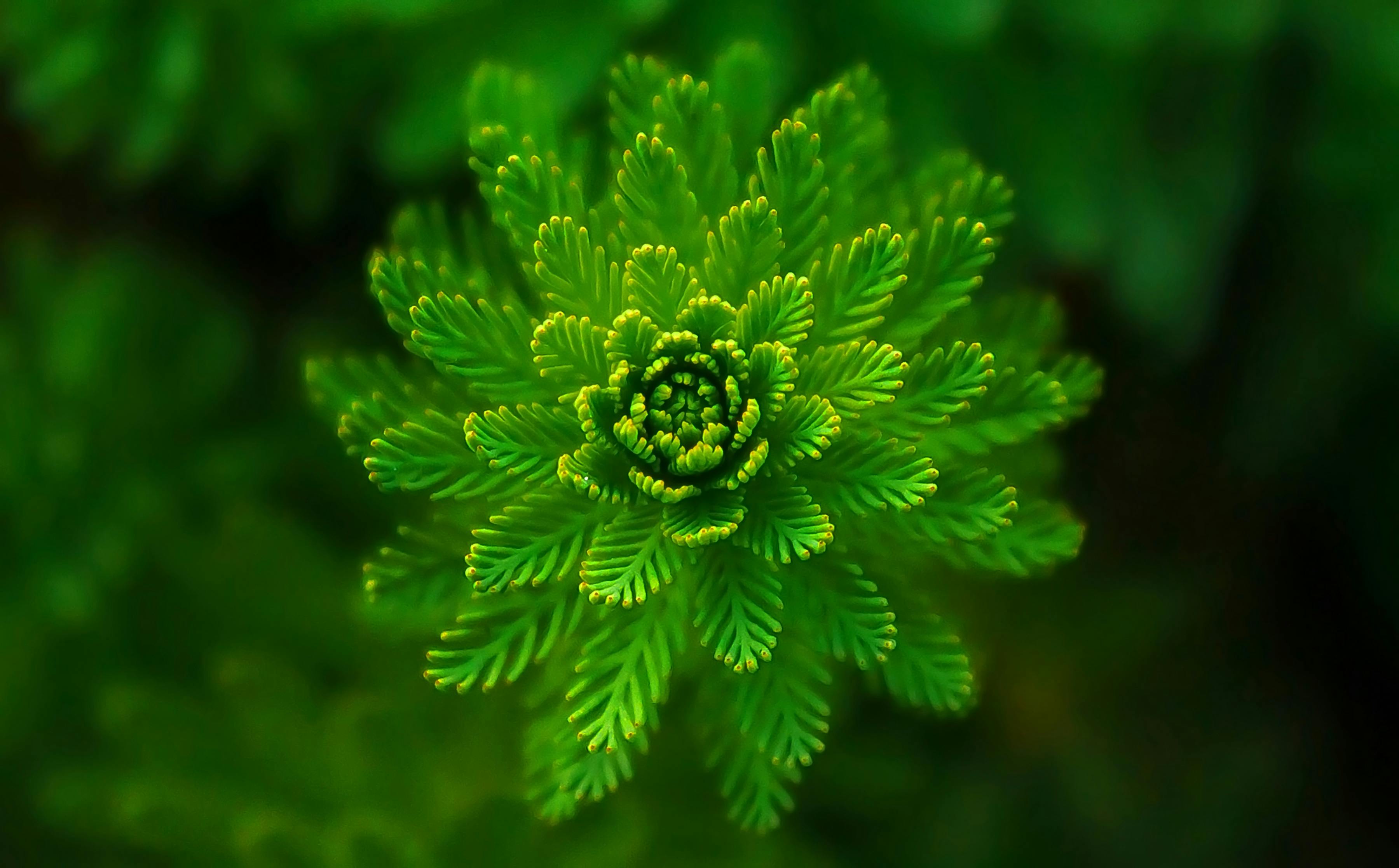 Natural wellness supplements and herbal products