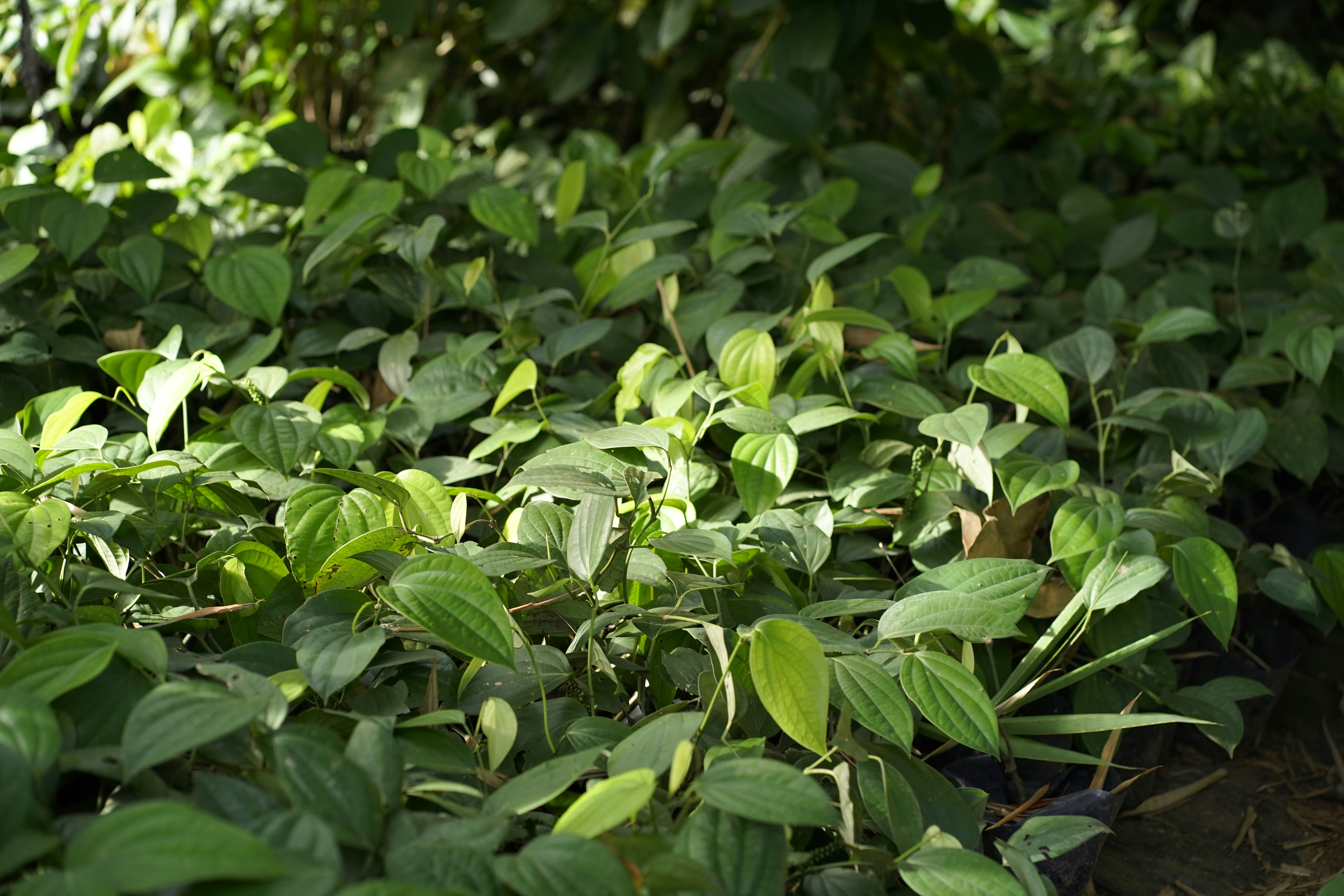 Natural herbal supplement ingredients